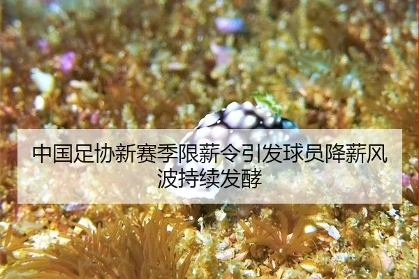 中国足协新赛季限薪令引发球员降薪风波持续发酵